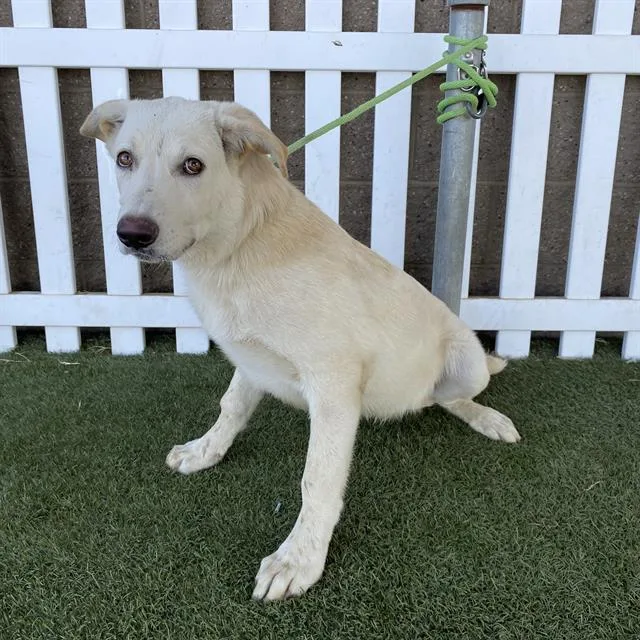 A baby medium-sized male Labrador Retriever dog named Albus for adoption in Modesto, CA