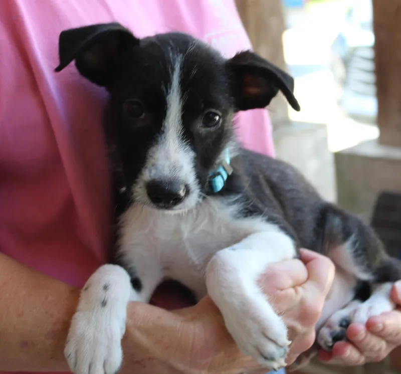 A baby medium-sized male Terrier dog named Donny for adoption in Prattville, AL