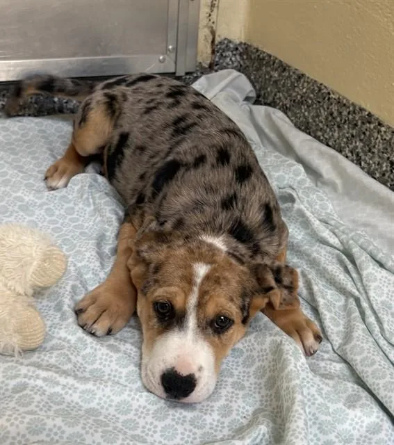 A baby medium-sized female Catahoula Leopard Dog dog named Teddy for adoption in Dedham, MA