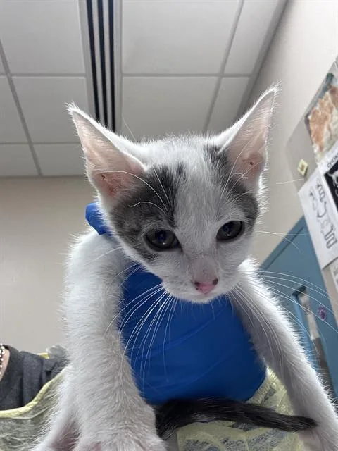 A baby small-sized female Domestic Short Hair cat named Grace for adoption in Las Vegas, NV