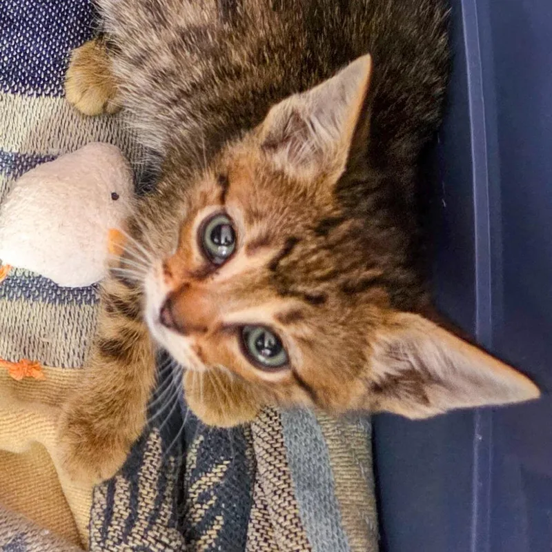 A baby small-sized male Brown / Chocolate Domestic Short Hair cat named Water for adoption in San Diego, CA