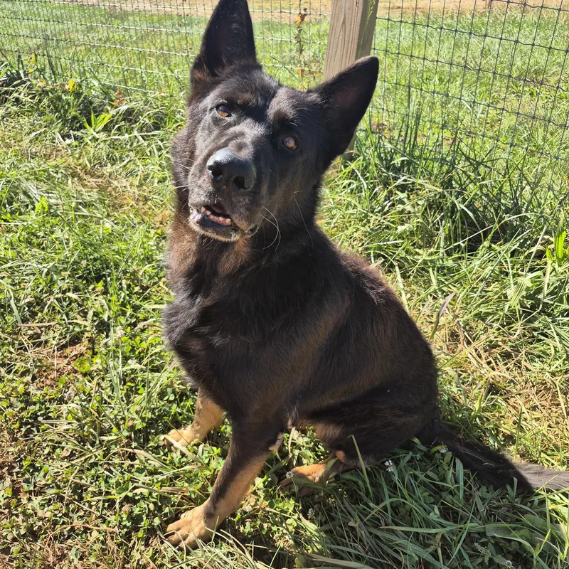 An adult large-sized male Black German Shepherd Dog named Revel for adoption in Rutherfordton, NC
