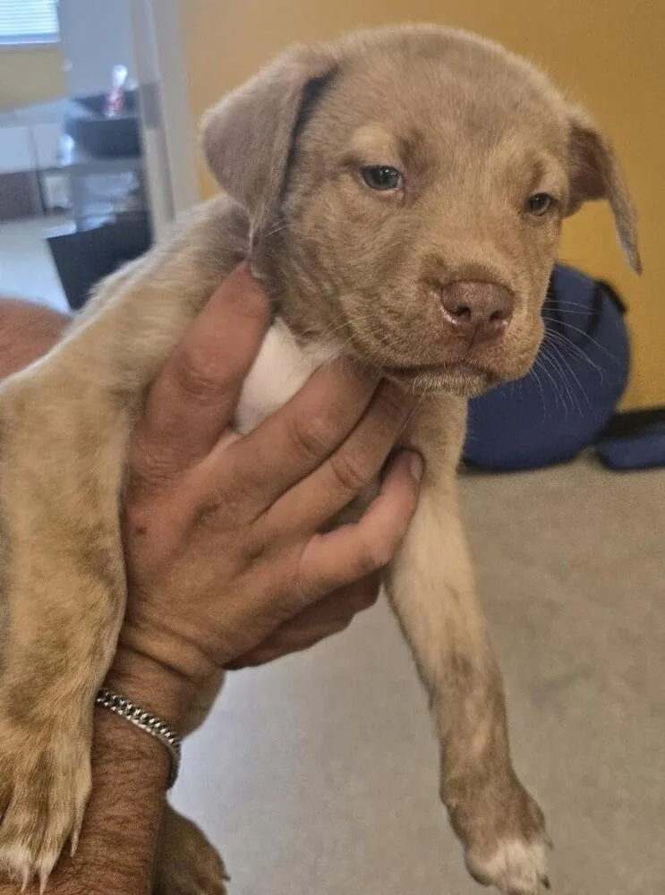 Coraline thumbnail 2