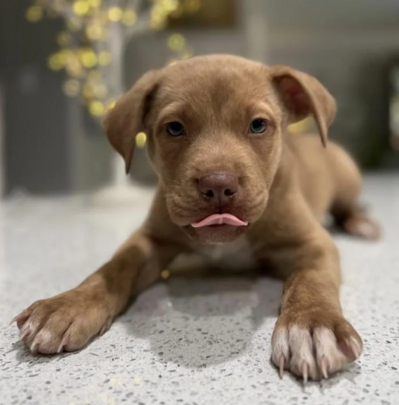 Coraline thumbnail 3