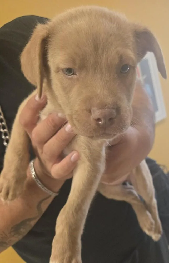 Coraline thumbnail 4