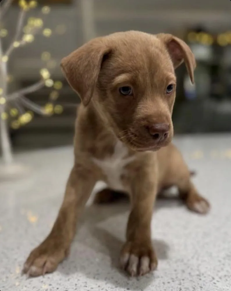 Coraline thumbnail 5