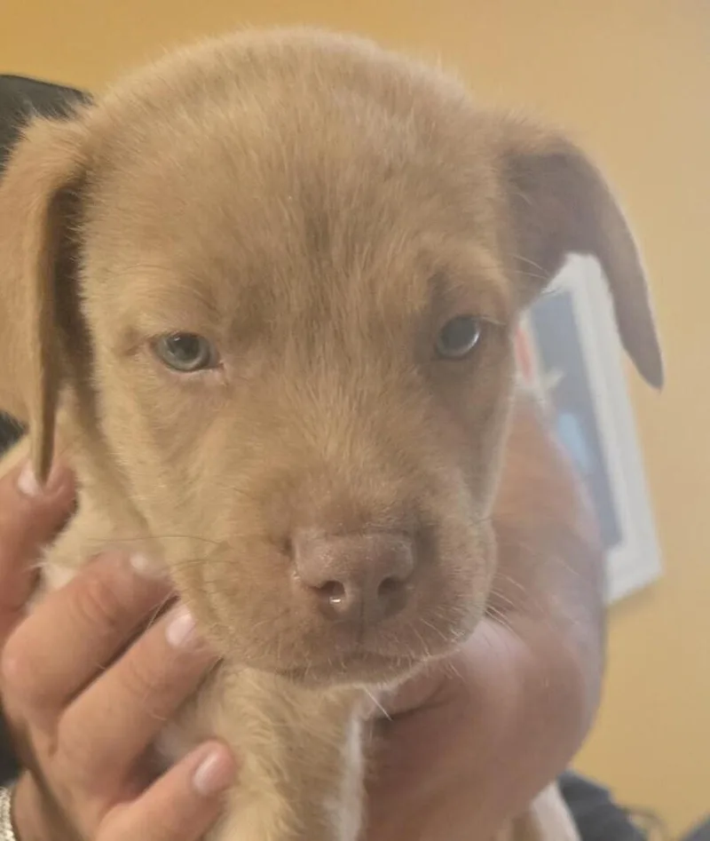 Coraline thumbnail 6