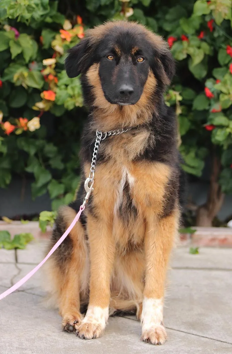 A young large-sized male Black German Shepherd Dog dog named Juno Von Geldern for adoption in Los Angeles, CA
