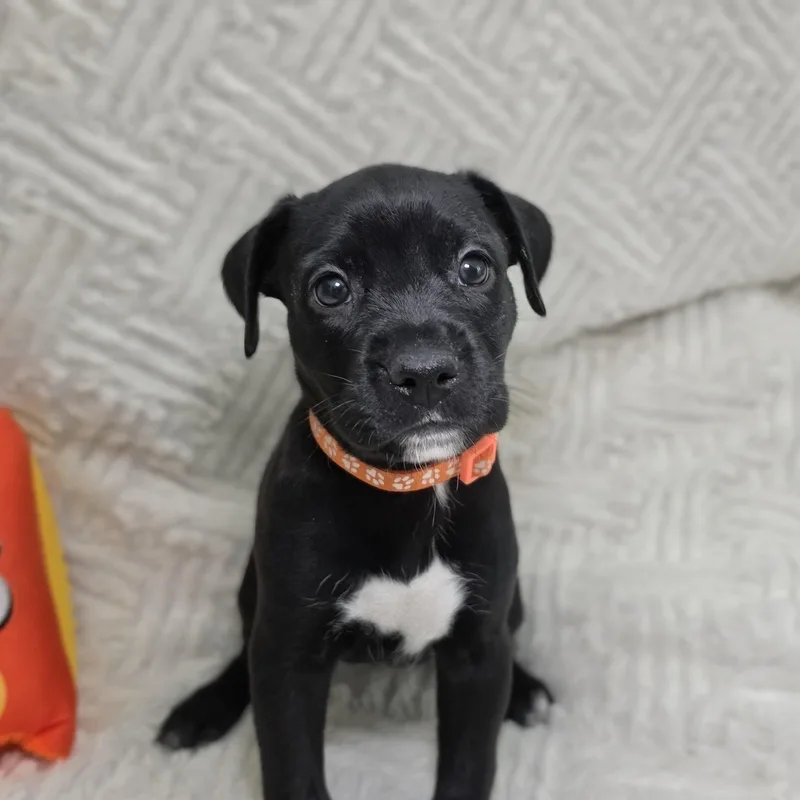 A baby medium-sized female Labrador Retriever dog named Kiva for adoption in Cleveland, TX