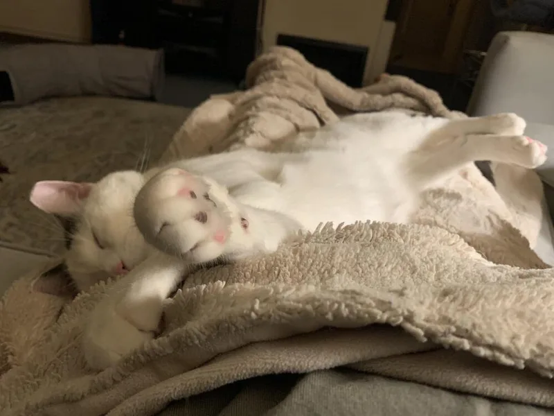 Buddy Turkish Van thumbnail 3