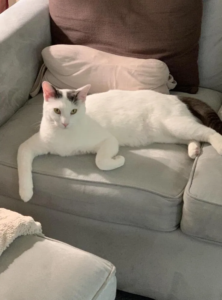 Buddy Turkish Van thumbnail 5