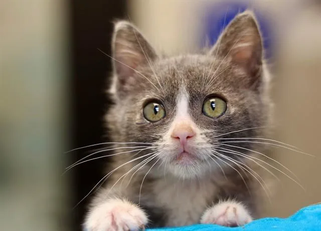 A baby small-sized male Domestic Short Hair cat named Winston for adoption in San Luis Obispo, CA