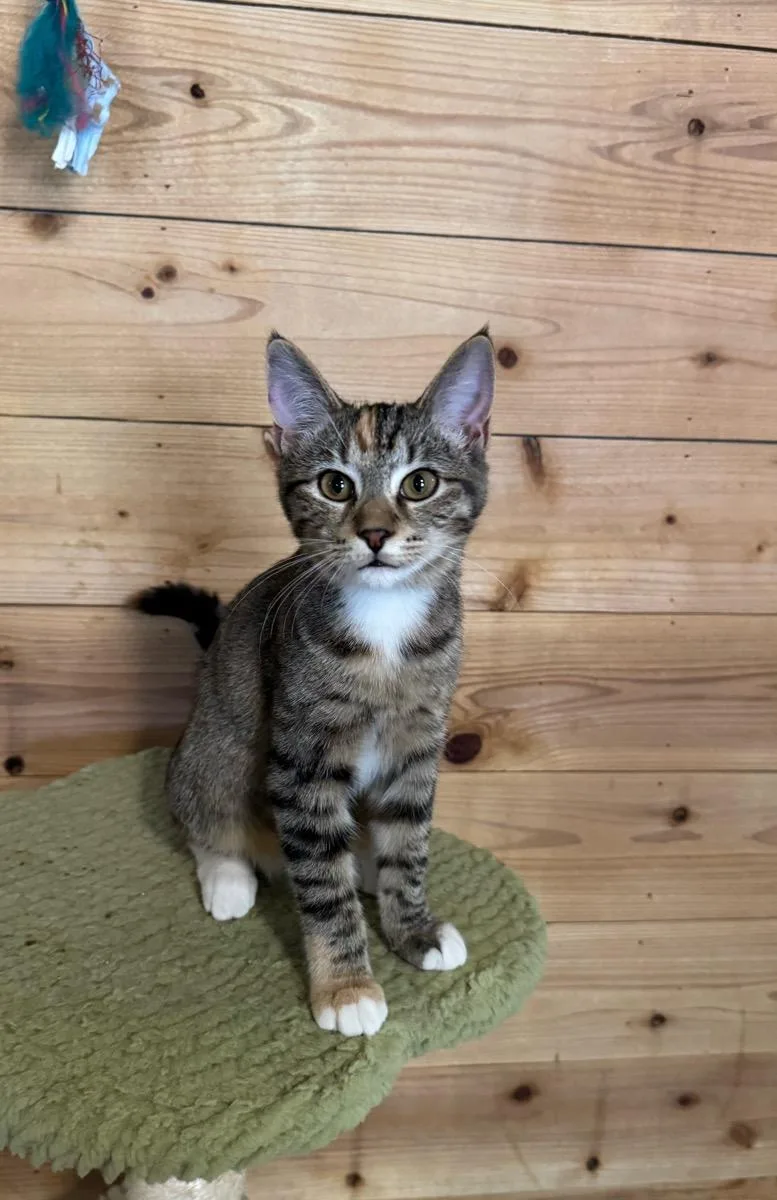 A young small-sized female Tabby (Gray / Blue / Silver) Tabby cat named Lolly for adoption in Temecula, CA