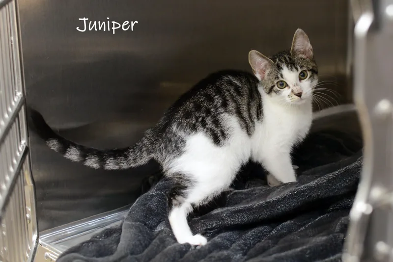 A baby small-sized female Gray & White Domestic Short Hair cat named Juniper for adoption in Bishop, GA