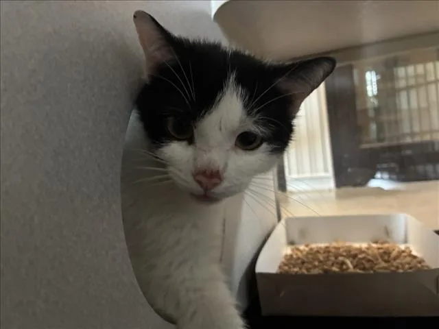 A young small-sized female Domestic Short Hair cat named Yahtzee for adoption in Chapel Hill, NC