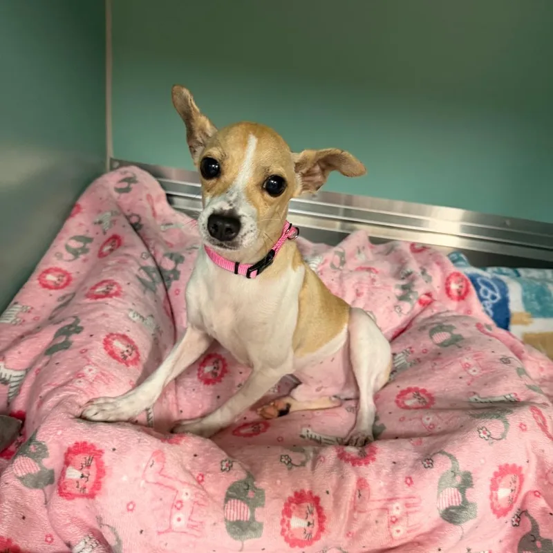 An adult small-sized male White / Cream Mixed Breed dog named Elton John for adoption in Titusville, FL
