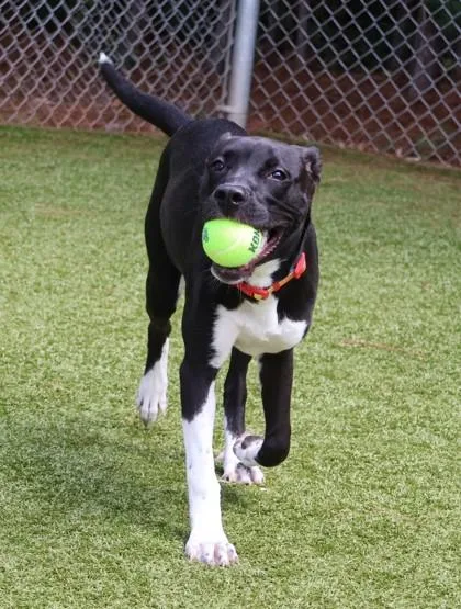 A young large-sized female Mixed Breed dog named Lady Project Homebound for adoption in Athens, GA