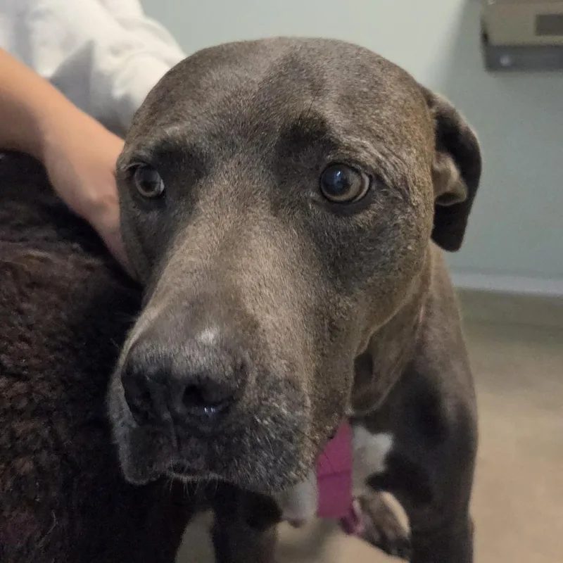 A senior small-sized female Gray / Blue / Silver Mixed Breed dog named Eve for adoption in Leander, TX