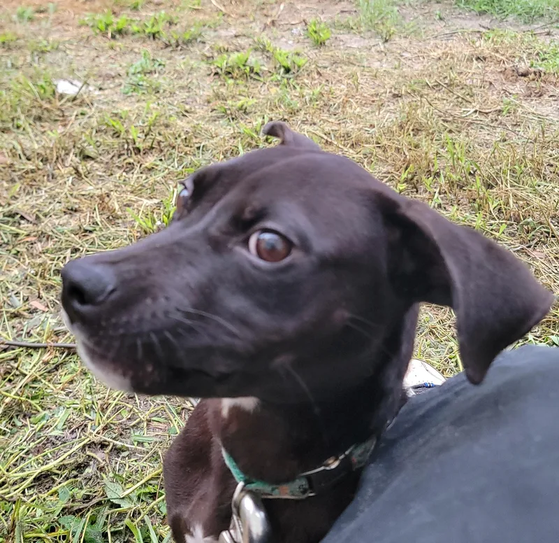 A young medium-sized male Black Labrador Retriever dog named Koa for adoption in St. Augustine, FL