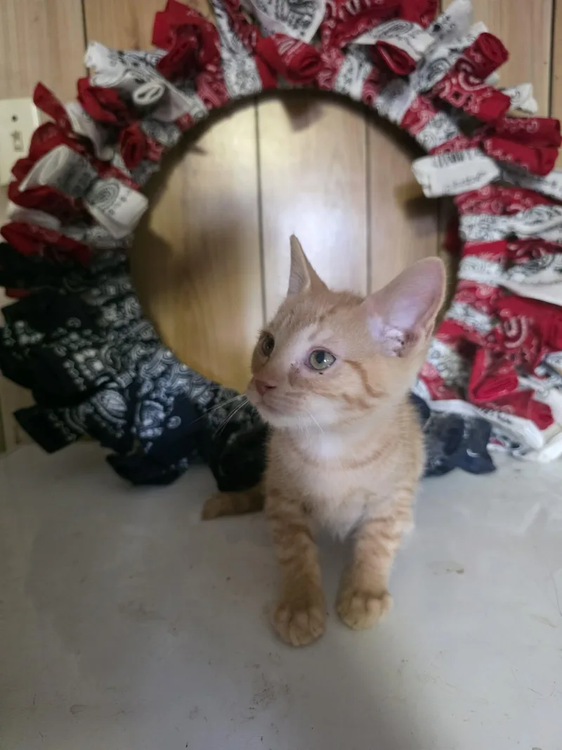 A baby medium-sized male Tabby (Orange / Red) Domestic Short Hair cat named Caramel for adoption in Cosby, TN