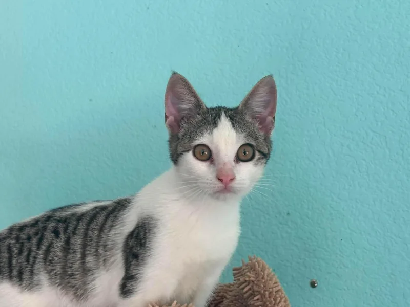A baby small-sized female Tabby (Gray / Blue / Silver) Domestic Short Hair cat named Cookie for adoption in Hollister, CA