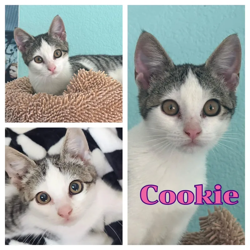 Cookie thumbnail 3