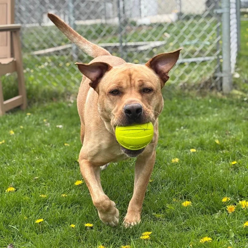 An adult large-sized male Yellow / Tan / Blond / Fawn Labrador Retriever dog named Canyon for adoption in Brookfield, WI