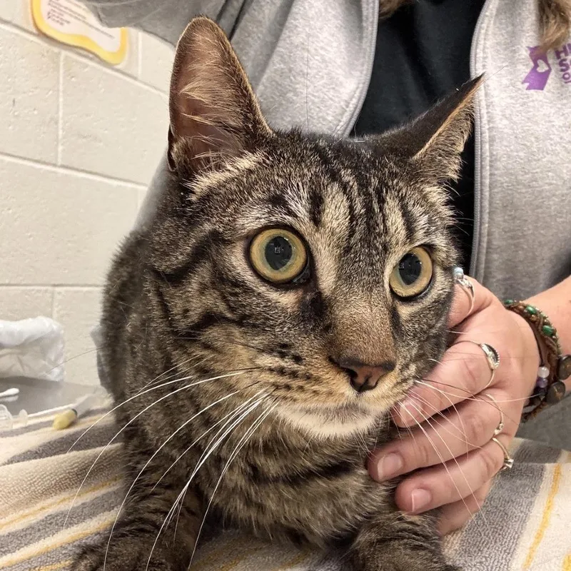 An adult large-sized male Brown / Chocolate Domestic Short Hair cat named Saber for adoption in Murray, UT