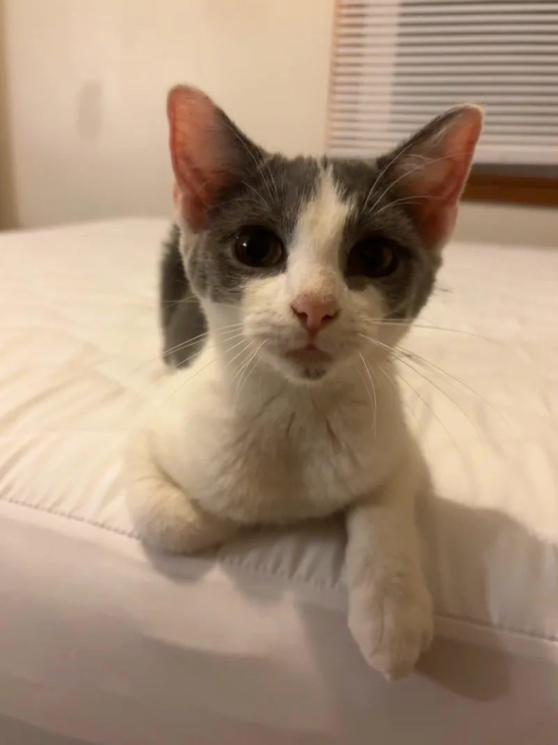 A baby medium-sized female Gray & White Domestic Short Hair cat named Oakley for adoption in Richmond, KY
