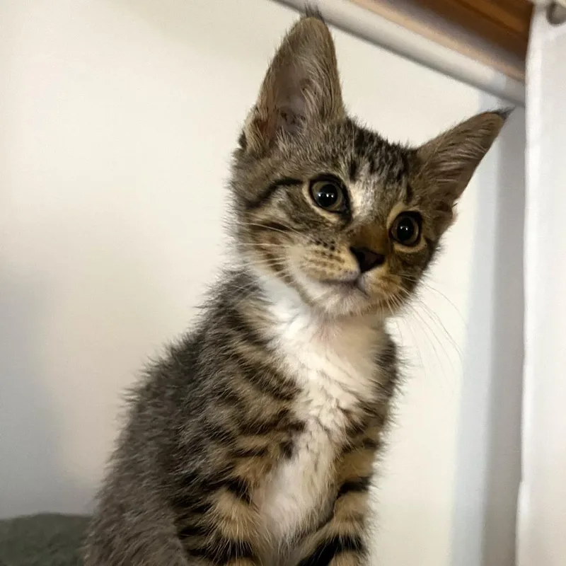 A baby small-sized male Brown / Chocolate Domestic Short Hair cat named Carl for adoption in Chaska, MN