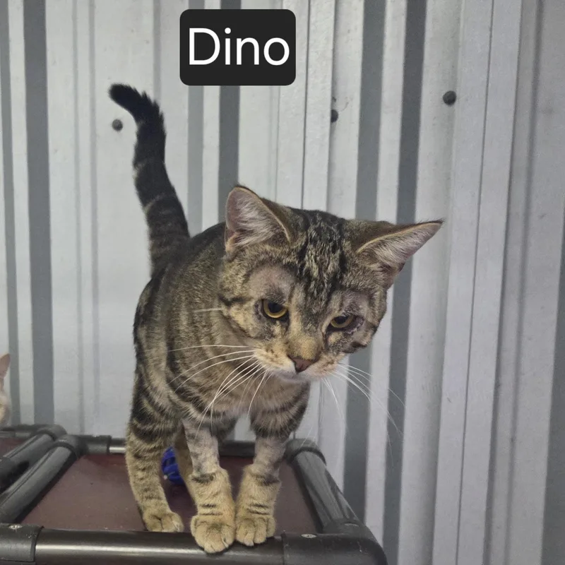 An adult medium-sized male Tabby (Brown / Chocolate) Domestic Short Hair cat named Dino for adoption in SNOW HILL, NC