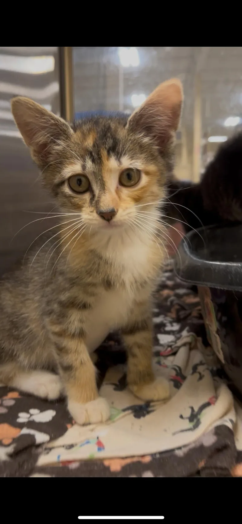 A baby small-sized female Tortoiseshell Domestic Short Hair cat named Jane for adoption in Missoula, MT