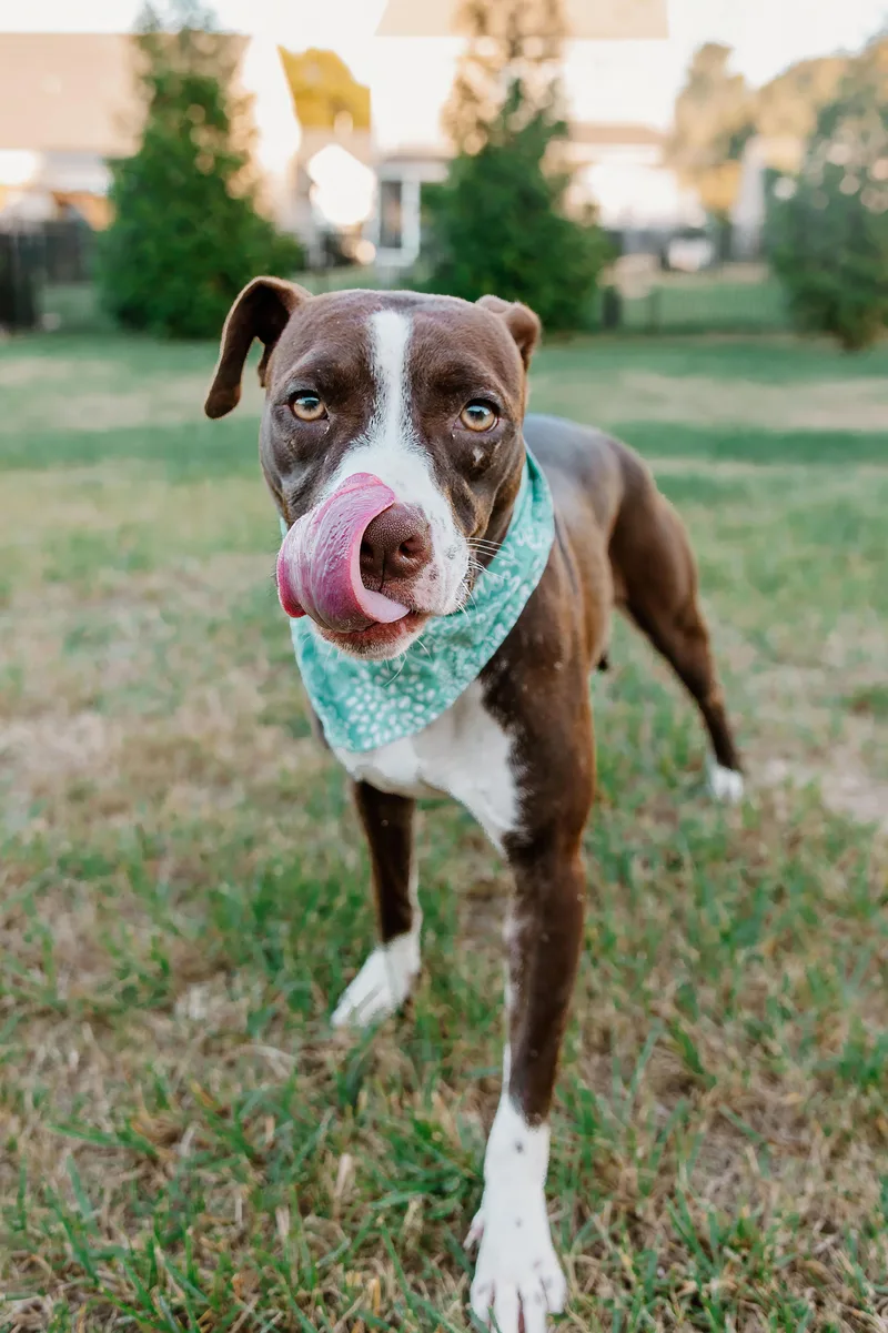 A young medium-sized female Brown / Chocolate American Staffordshire Terrier dog named Erica for adoption in Rock Hill, SC