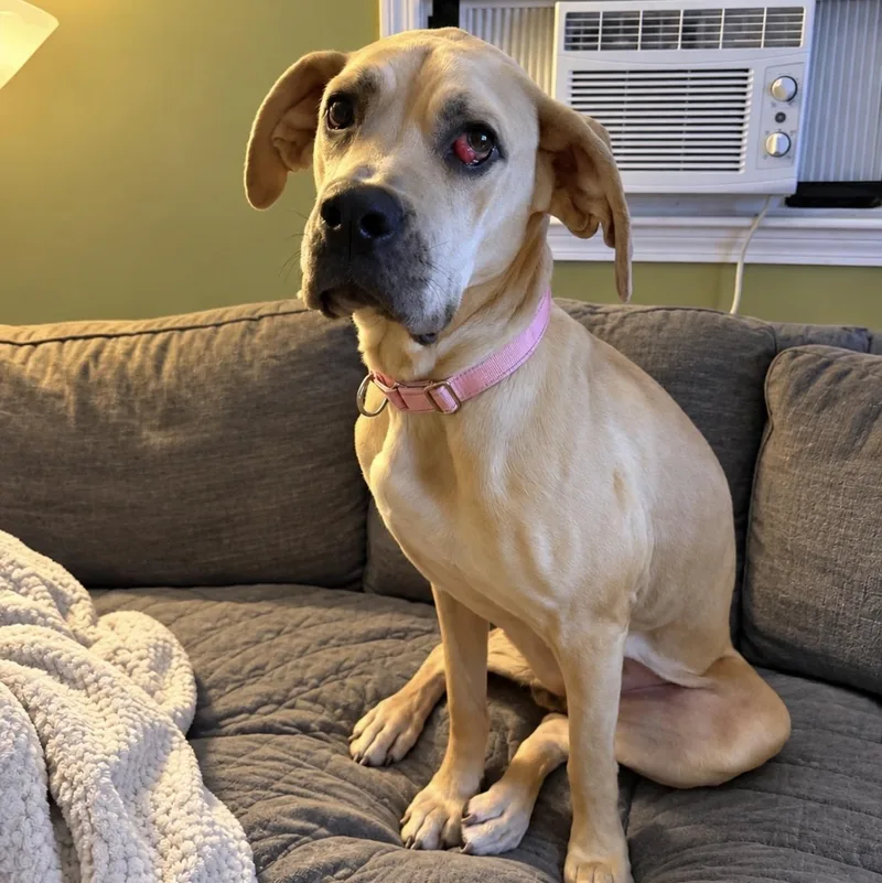 A young large-sized female Great Dane dog named Cleo for adoption in Pelham, NH