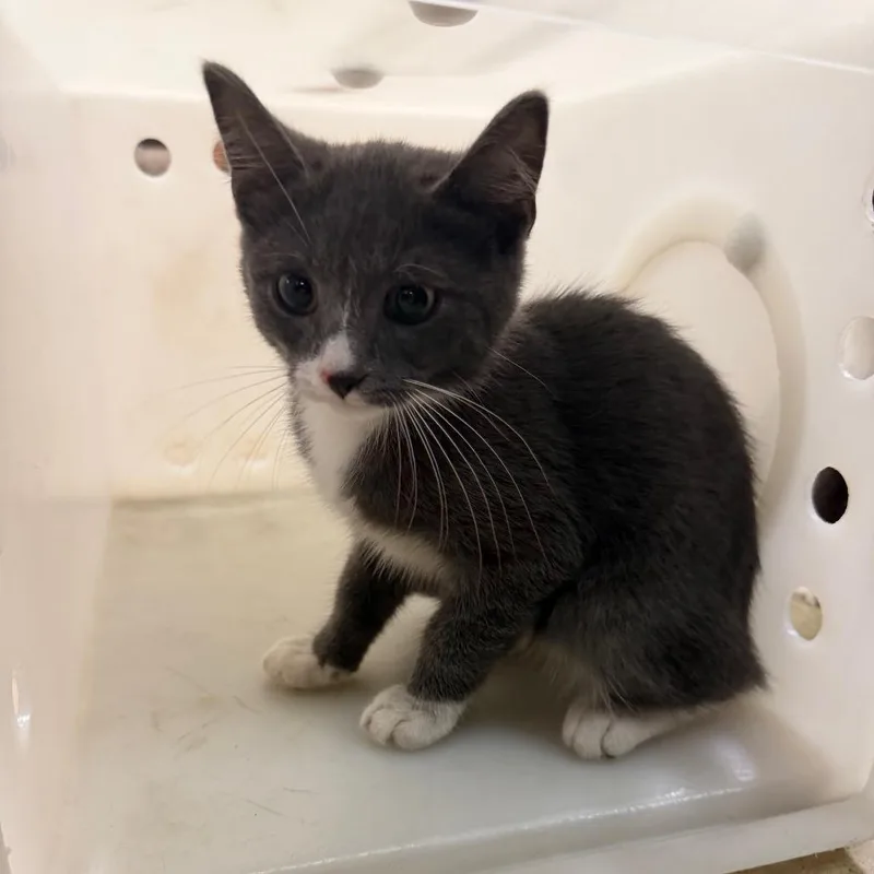 A baby small-sized male Gray / Blue / Silver Domestic Short Hair cat named Percy for adoption in Birmingham, AL