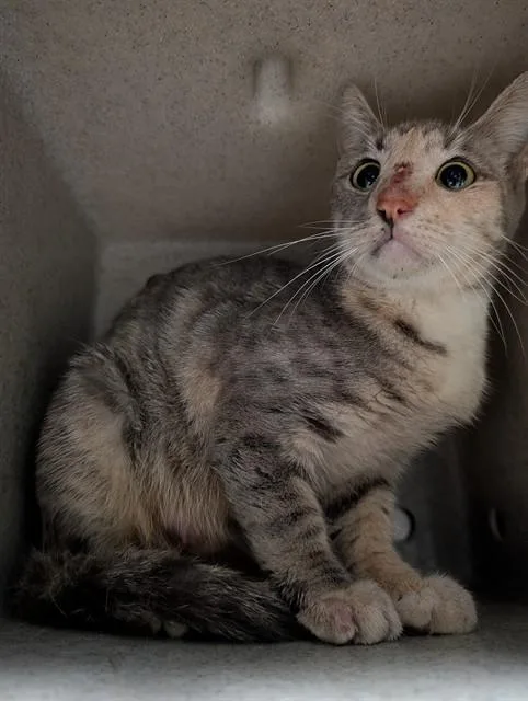 A young medium-sized female Domestic Short Hair cat named A for adoption in Baldwin Park, CA