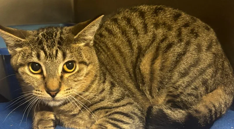 A young small-sized male Domestic Short Hair cat named Garth for adoption in Ocala, FL