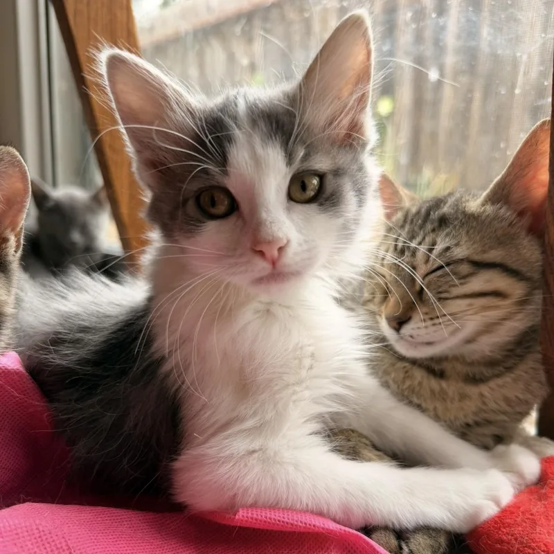 A baby medium-sized female Domestic Short Hair cat named Pimento for adoption in Davis, CA