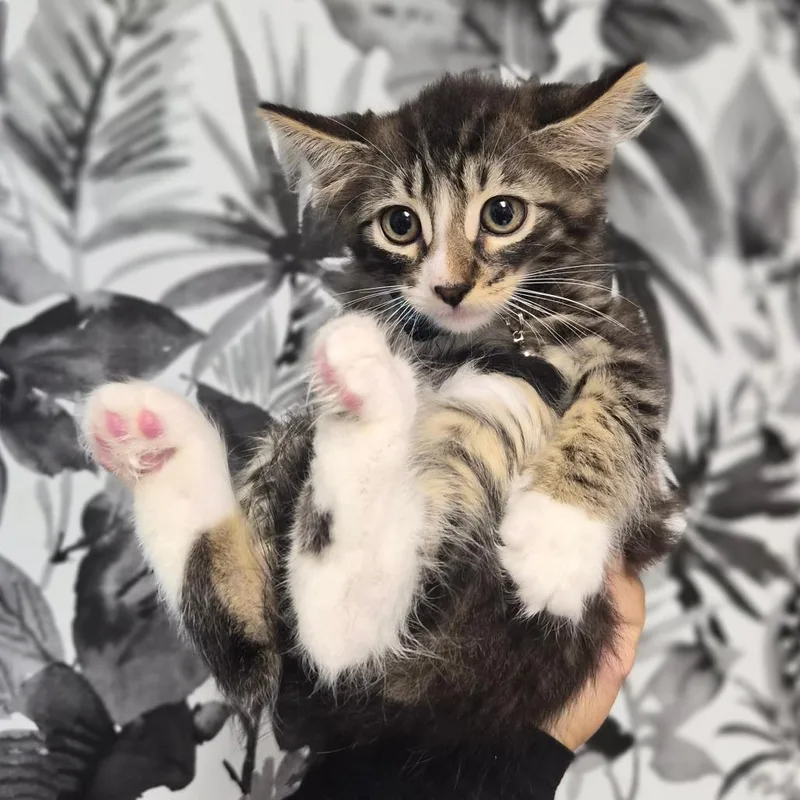 A baby small-sized male Brown / Chocolate Domestic Long Hair cat named Enoki for adoption in Wahiawa, HI