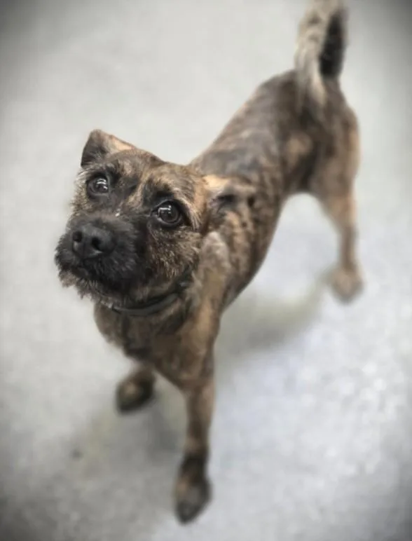 A young medium-sized male Terrier dog named Uno for adoption in Los Angeles, CA