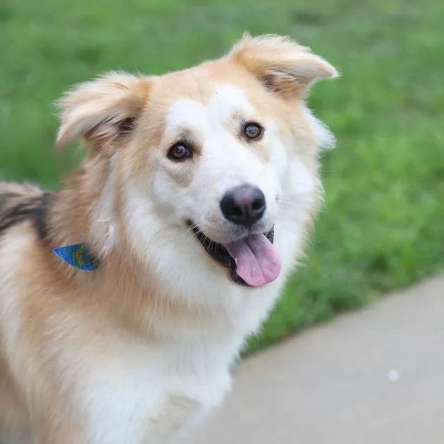 An adult large-sized female Siberian Husky dog named Angel for adoption in San Antonio, TX