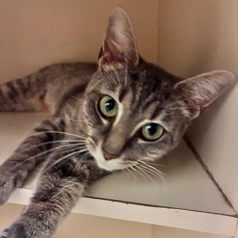An adult medium-sized female Gray / Blue / Silver Domestic Short Hair cat named Jessie for adoption in Dayton, OH