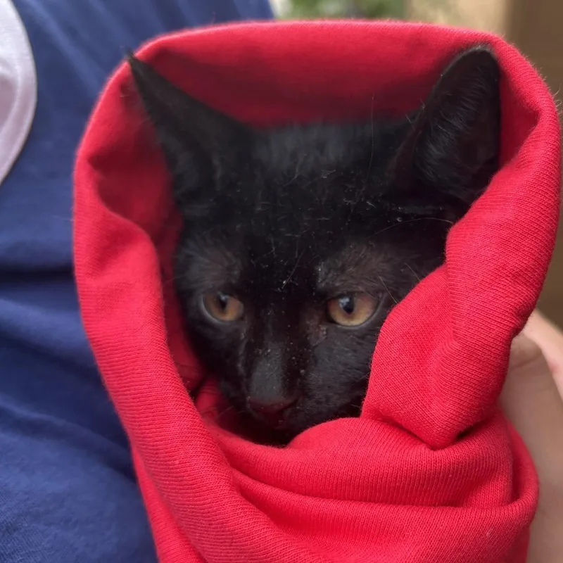 A baby small-sized male Black Domestic Short Hair cat named Robin for adoption in Newark, NJ