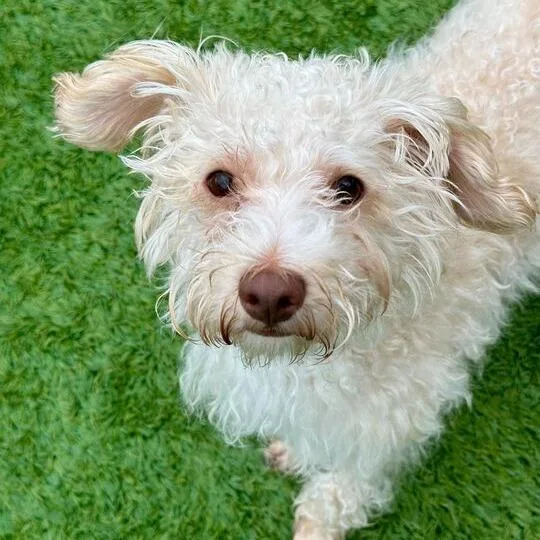 A young small-sized male White / Cream Mixed Breed dog named Kahlid for adoption in Matteson, IL