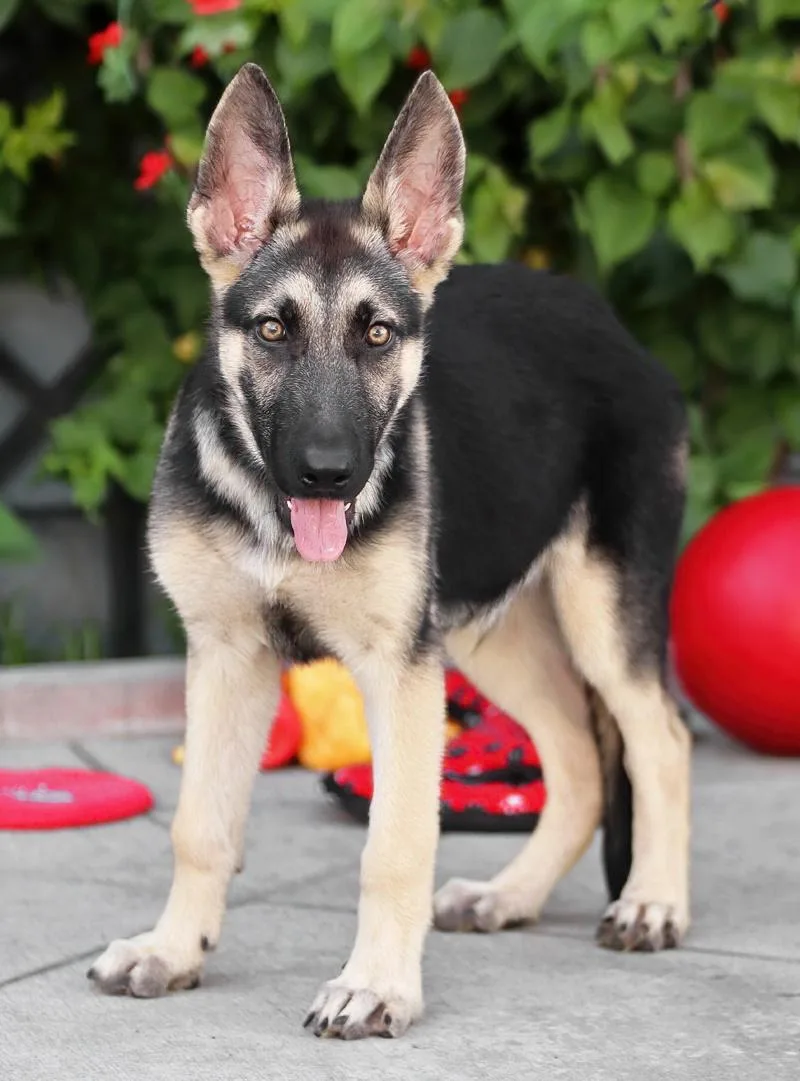 A baby large-sized male Black German Shepherd Dog dog named Tucker von Tanna for adoption in Los Angeles, CA