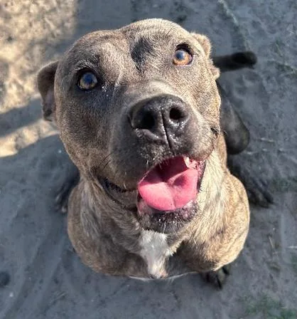 Pepper