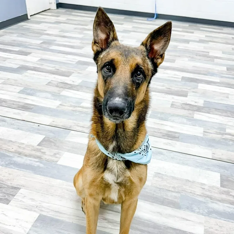 An adult medium-sized male Golden German Shepherd Dog dog named Max for adoption in Houston, TX