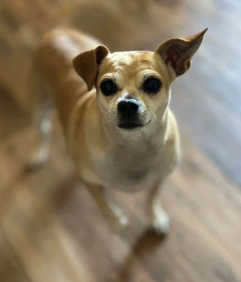 An adult small-sized female Chihuahua dog named Cece for adoption in Groveland, MA