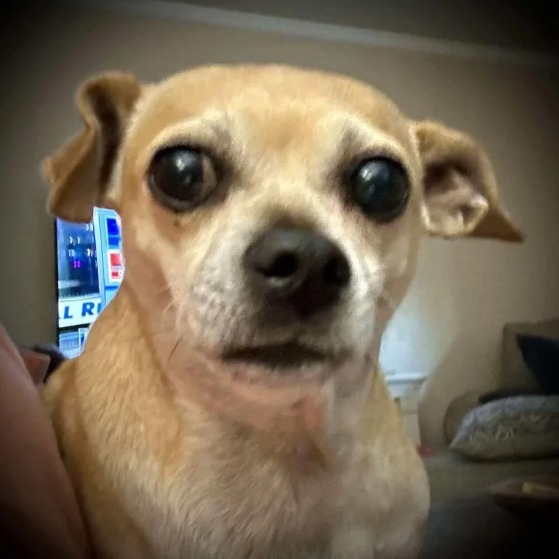 Cece thumbnail 2