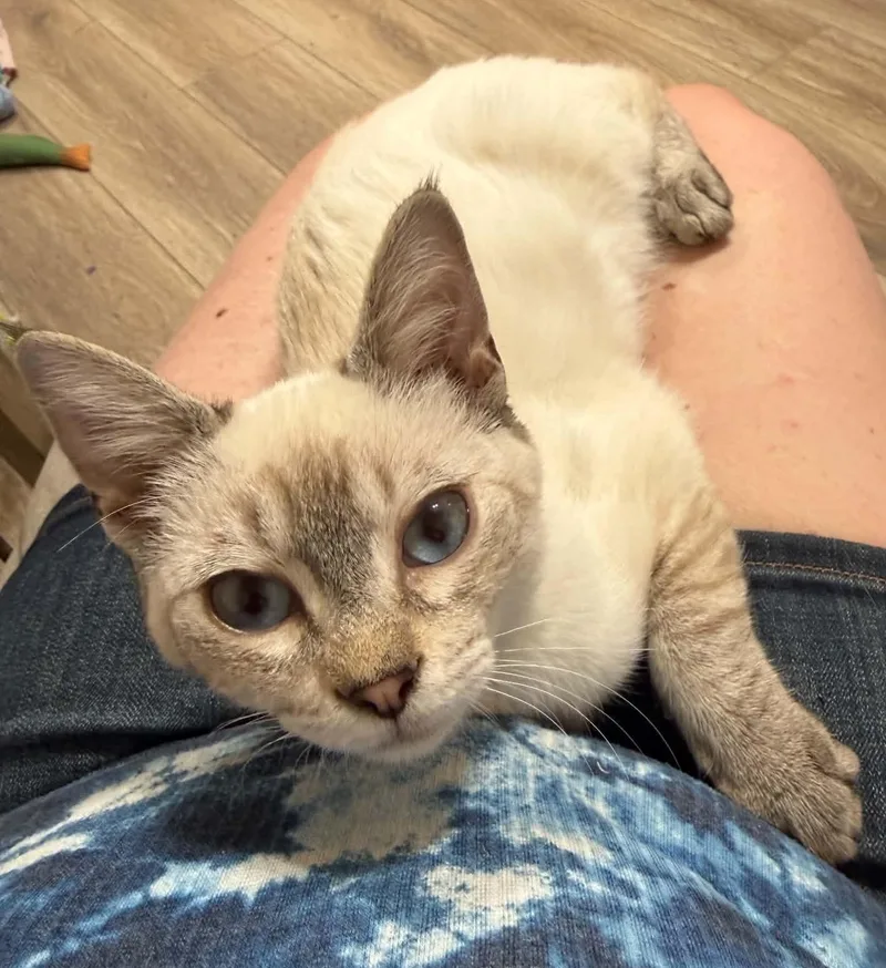 A baby medium-sized male Buff / Tan / Fawn Domestic Short Hair cat named Phoenix for adoption in Tehachapi, CA